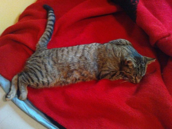 Teaterkatten