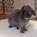 Happy-Bunny